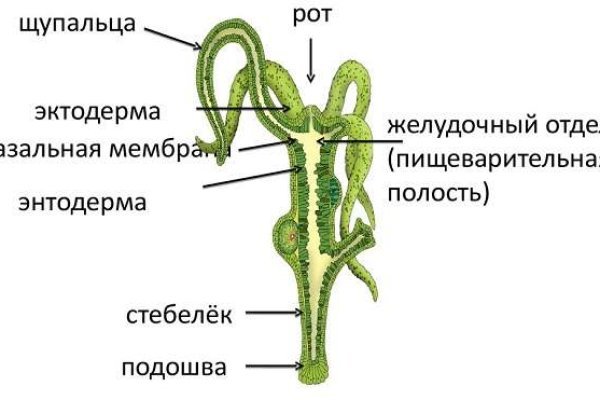Кракен клирнет ссылка